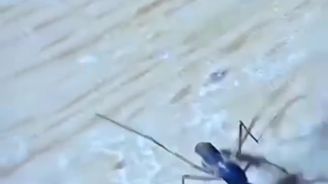 Mosquito Funny Fighting Video!!