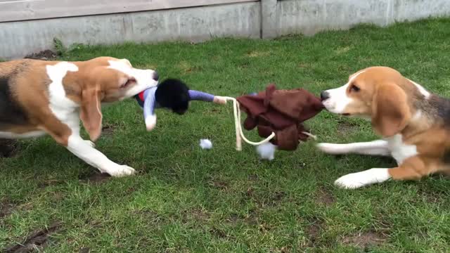 Beagle Puppy Vs Cowboy Dog Riding Costume Funny Beagle Marie