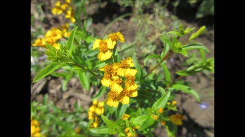 A Touch Of Vibrancy Mexican Mint Marigold Aug 2024