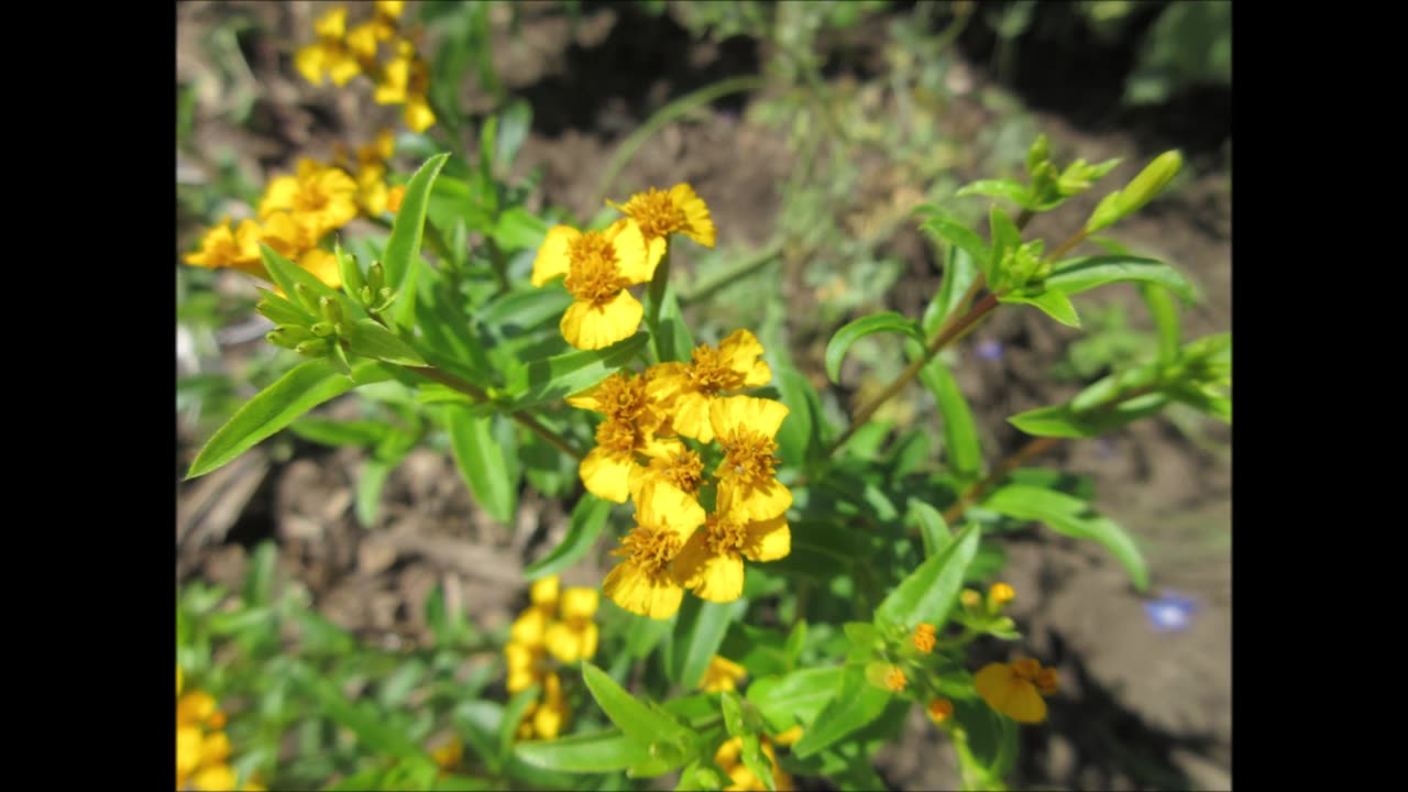 A Touch Of Vibrancy Mexican Mint Marigold Aug 2024