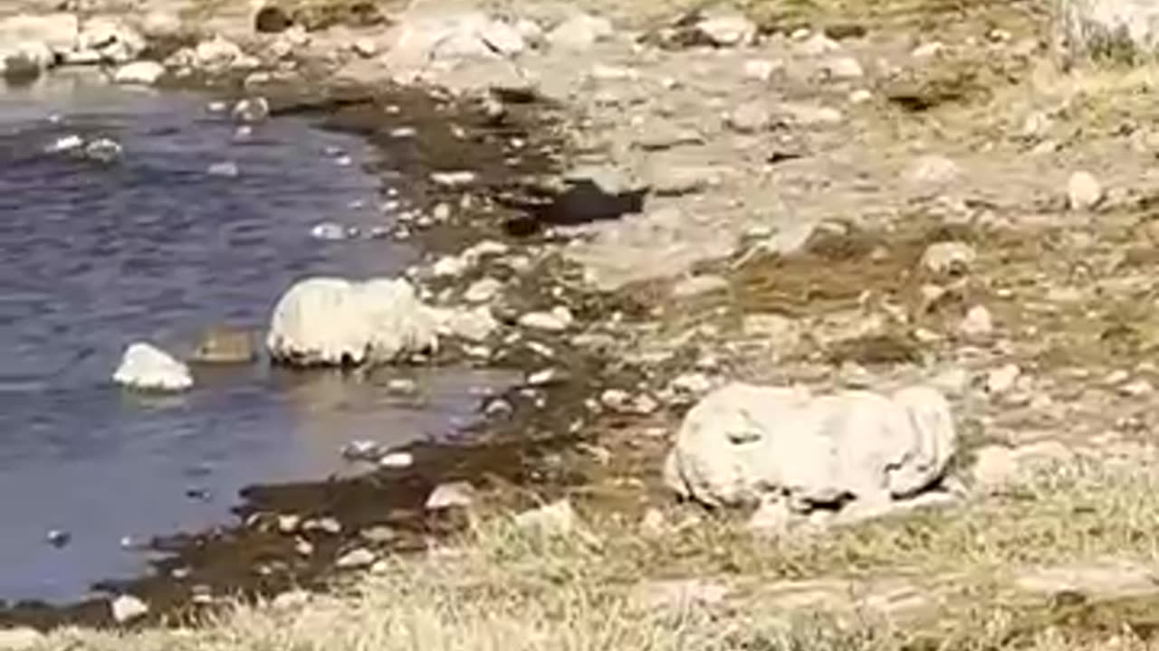 Cleaver_ sharp_ cat.... wait for it
