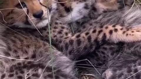 Mom went out hunting, brother and brother hugged and waited for mother to come home,