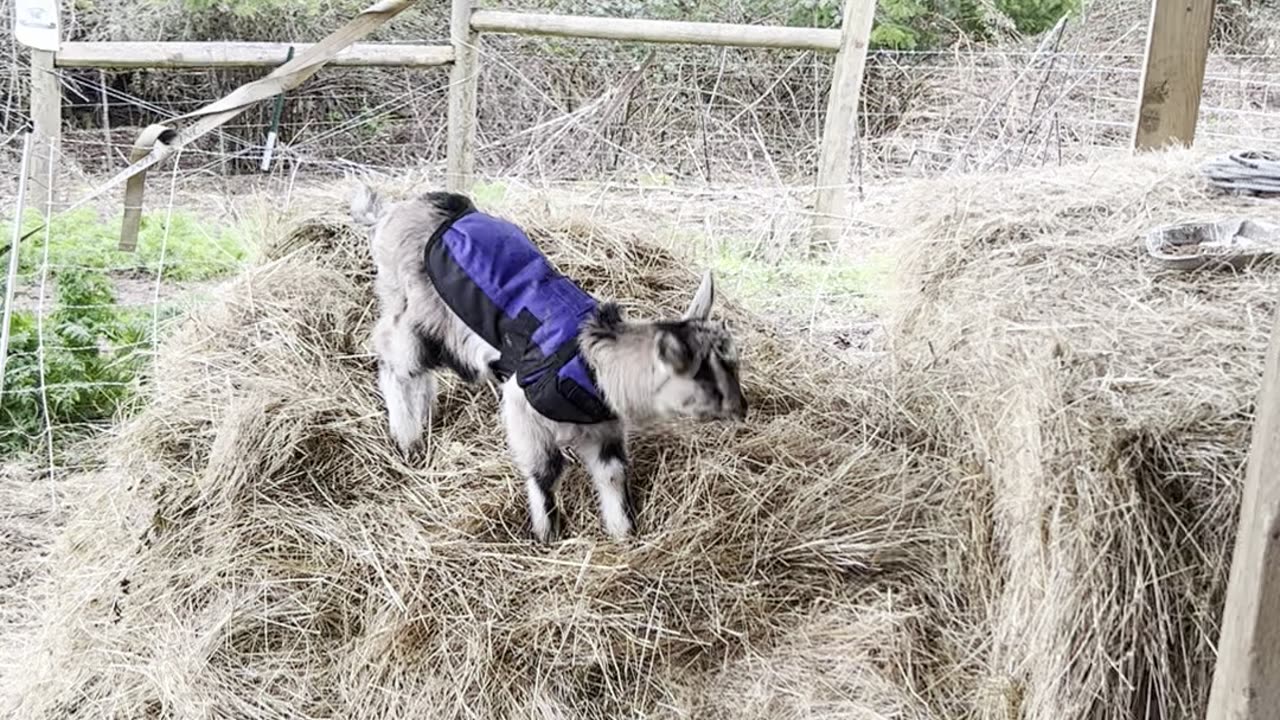 Baby Pack Goat