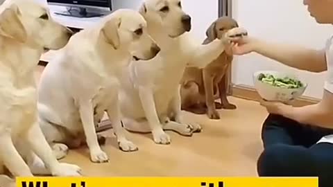 Funny video,dog lover 💞 by