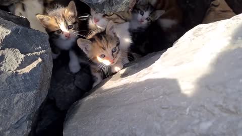 Poor mother cat hiding in the cliffs to protect her Kittens.