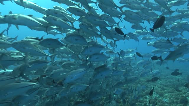 Underwater world deep sea fish