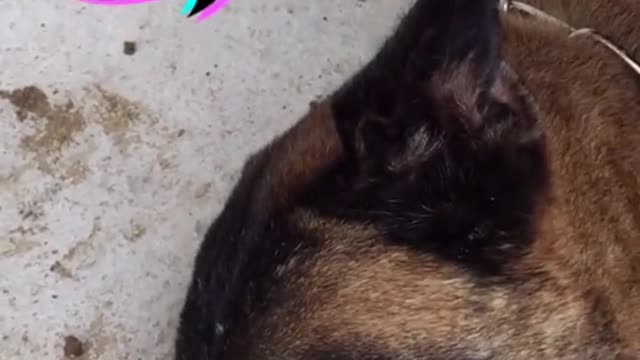 Dog saves owner, but gets hurt. (sad)