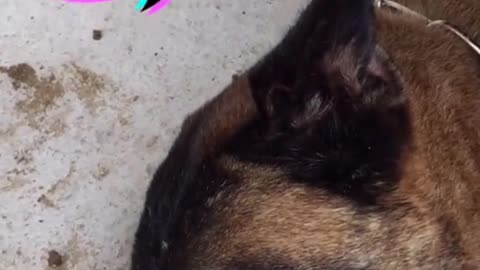 Dog saves owner, but gets hurt. (sad)