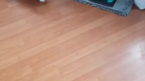 Cat Scared of Mop Paws at it Cautiously