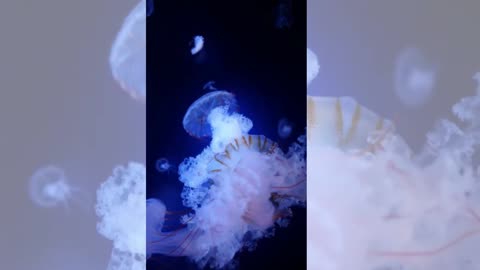 Dancing Jellyfish | ASMR