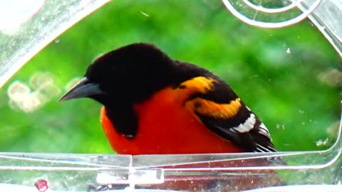 Oriole