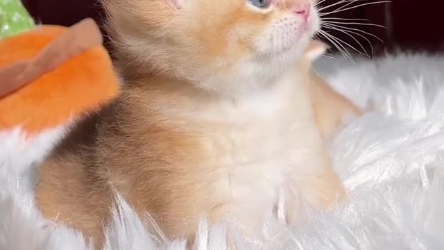 Baby cats- funny smile😸😸