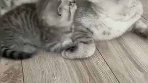 funny cat & kitten compilation