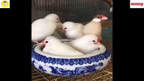 Cute Birds