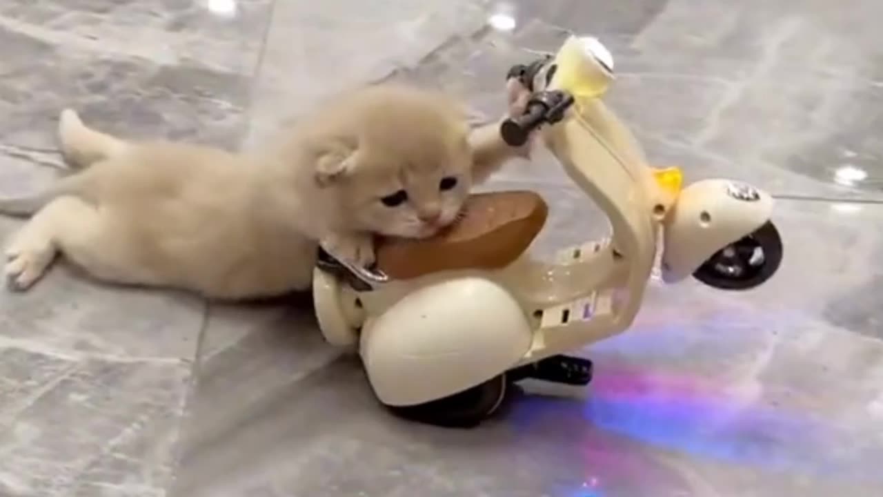 Cat video