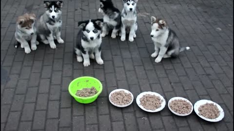 Preparing Food + Siberian Husky Eating