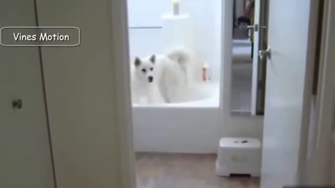 best trained dog you've ever seen