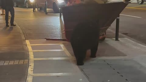 Black Bear Raids Dumpster in Downtown Gatlinburg