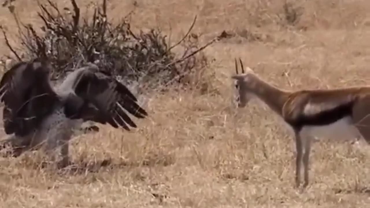 Eagle 🦅 attack. Eagle 🦅 Vs gazelles 😱