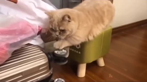 Funny cat