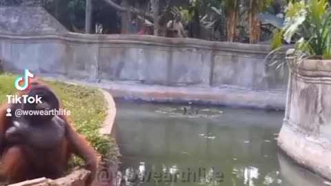 GORILLA EXCHANGING FOOD TO TOURIST 🦍