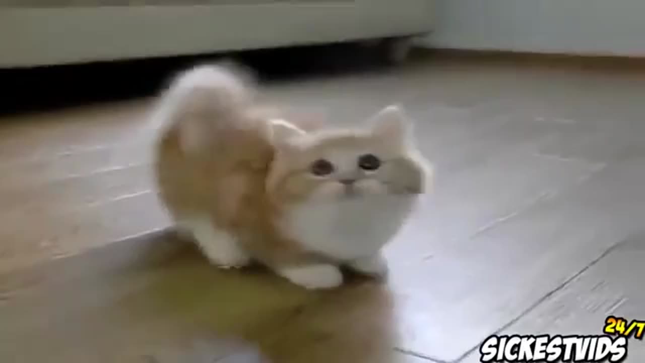 Funny Cat Video