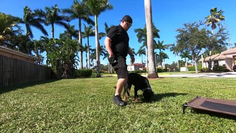 Rottweiler Puppy Day 1 of Training only 6 months old!