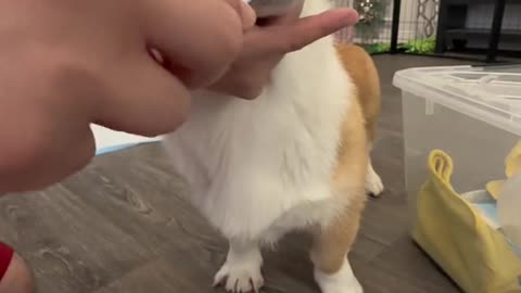 Learning how to brush our corgi puppy's teeth! Bloopers only 🤣