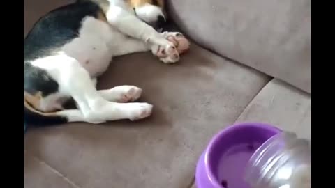 That little cutie is a bit too food motivated!