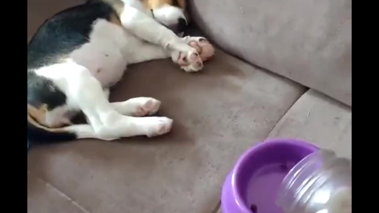 That little cutie is a bit too food motivated!