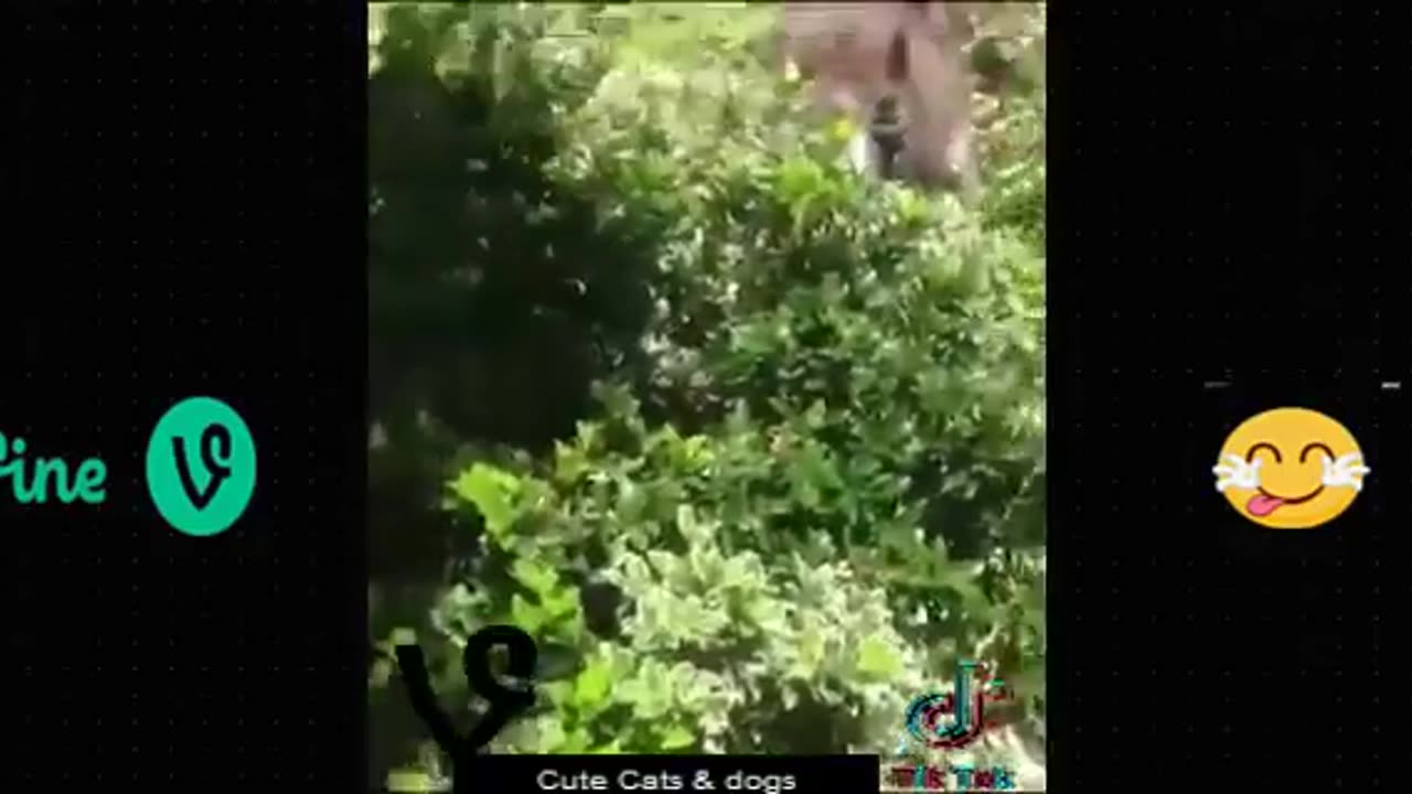 Funny cat\funny animals\funny videos\laughing videos