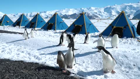 Camping with Adélie penguins