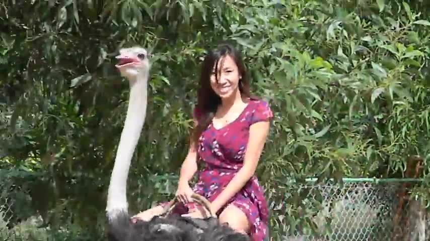 Finding an Ostrich in Vietnam😃😄😅❣