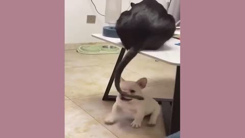 Funny cat and dog be Friends