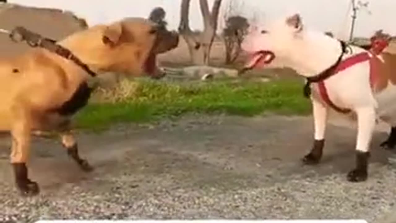 Pibull dog fight