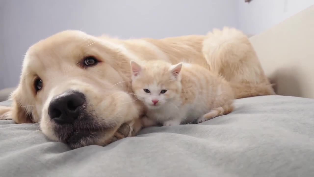 The colorful world of cute pets