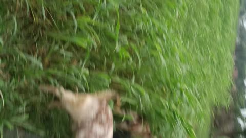 #desi got #villge got# Village nature #bakri charahwa