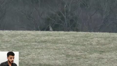 Bobcat VS Hunter