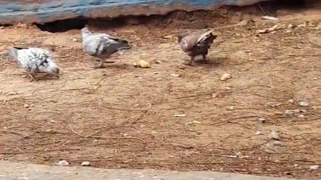 the rodents