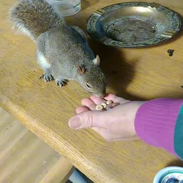 Must watch this picky squirrel 🐿️/Mika The Squirrel!