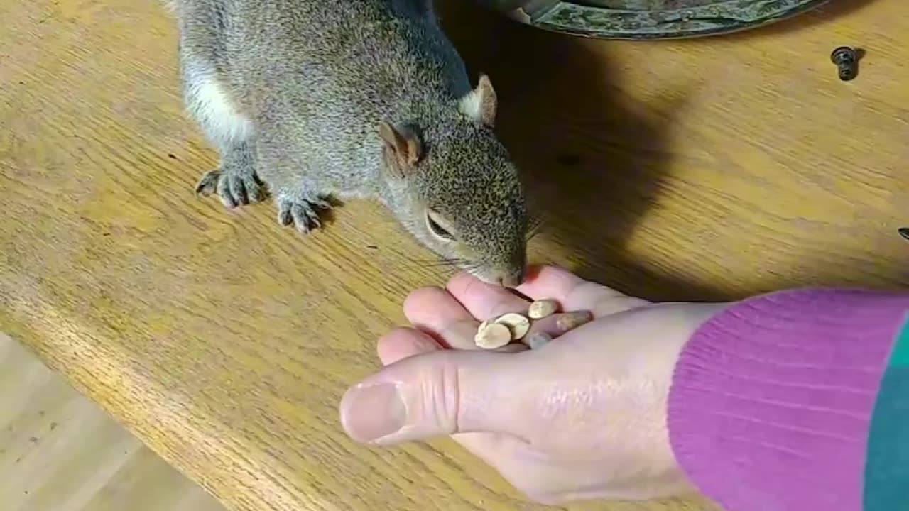 Must watch this picky squirrel 🐿️/Mika The Squirrel!