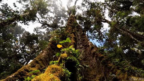 Costa Rica in 8k ULTRA HD _ Rain Forest - Animals - Nature