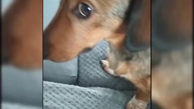 Dog asks for massage