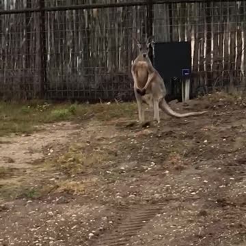 Another Kangaroo Sighting in Texas
