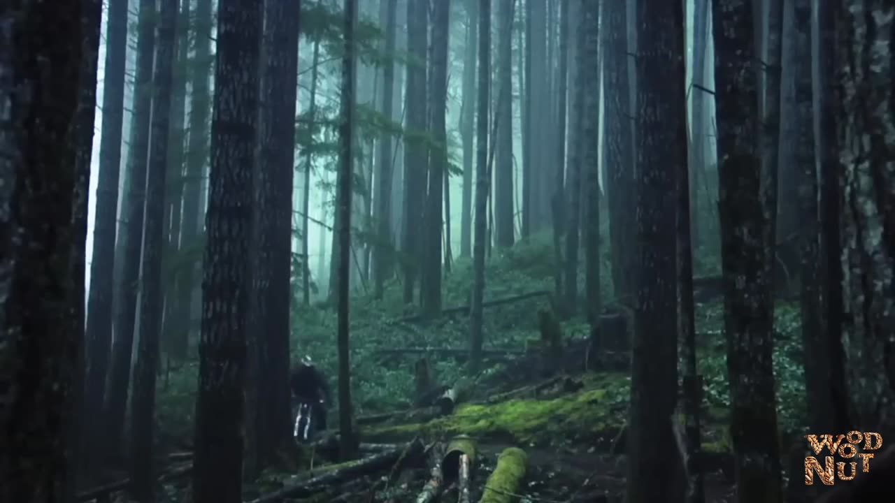 Amazing Freeride Forest