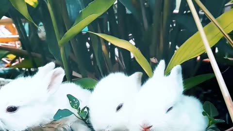 Cute Rabbits 🐇