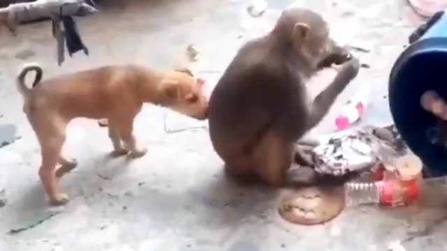 Monkey and dog funny fight