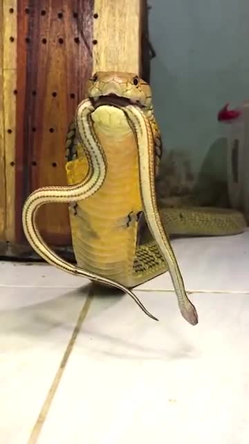 Why The Keshel Rating System is Paramount To Exposing Election Fraud