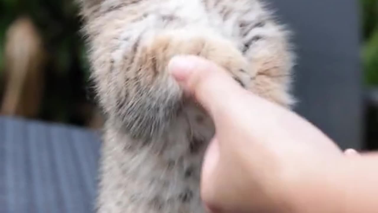 "Choco-No-Go: The Sweet Temptation and Cat's Chocolate Conundrum"
