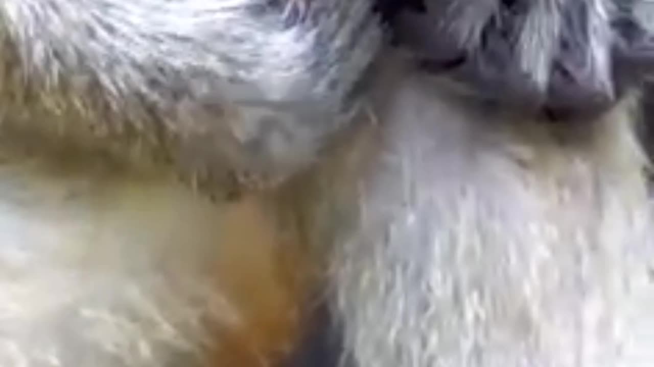 Watch the monkey attack the insect